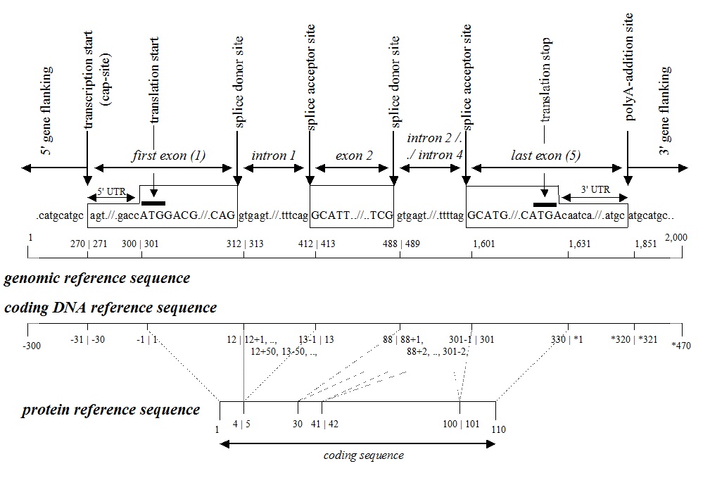 Reference Sequence Figure